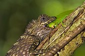 Giant Forest Dragon with leaf grasshopper as prey Malaisie