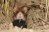 European Hamster to its burrow France