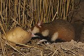 European Hamster adulte feeding before his burrow France