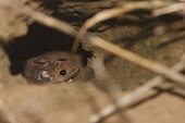 Mulot sylvestre in a Hamster burrow in summer France