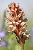 Inflorescence a Broomrape in the spring France 
