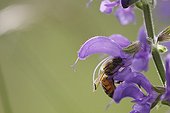Bee pollinating a flower of Salvia near France 
