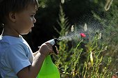 Boy spray a red flower flax France 