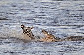 Nile crocodile attacking a Plains Zebra Masaï-Mara NR Kenya