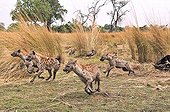 Group of Spotted Hyaena running Botswana