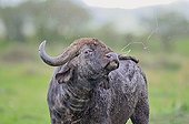 African Buffalo in Masai Mara NR Kenya