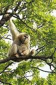 White-cheeked gibbon female Monkeys Valley France