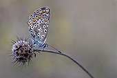 Common blue resting on the fruit of Scabiosa France