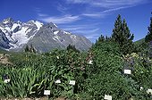 Alpine flora with garden labels