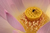 Hoverfly on sacred lotus flower France ; The stamens can be dried to flavor tea leaves in Vietnam or to make a herbal tea called Lianhua cha in Chinese. 