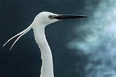 Portrait of Little Egret on the lookout Val d'Allier France