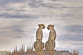 Two Cheetahs sit in the savannah of Botswana