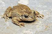 Common Midwife Toad on a rock Corrèze France