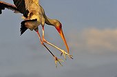Yellow-billed Stork landing Moremi Botswana