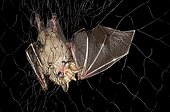 Gnome Fruit-eating Bat in net capture Kaw French Guiana