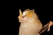 Portrait of Gnome Fruit-eating Bat Kaw French Guiana