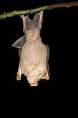 Gnome Fruit-eating Bat hanging from a branch French Guiana