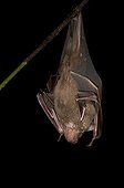 Great Fruit-eating Bat hanging from a branch French Guiana