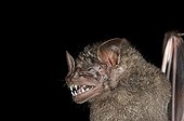 Portrait of Dark Fruit-eating Bat French Guiana