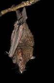 Lesser long-tailed bat suspended French Guiana 