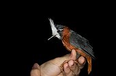 White-plumed Antbird male on hand French Guiana