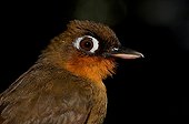 Portrait of Rufous-throated Antbird Kaw French Guiana 