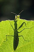 Praying Mantis as a silhouette on a leaf France
