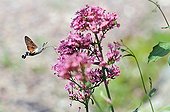 Moro sphinx-pollinating a flower of Red Valerian