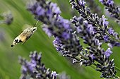 Moro sphinx-pollinating a flower of Lavander France