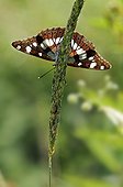 Butterfly in the dry valley of the Peleus Coast France
