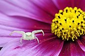 Goldenrod Spider on a Cosmos flower in summer France 