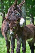 Poitou she-ass and foal in a meadow France