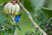 Purple Honeycreeper on fruit in the forest French Guiana