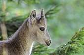 Young ibex Creux du Van Val-de-Travers Swiss Jura 