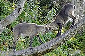 Fight Youth Ibex Creux du Van Jura Switzerland