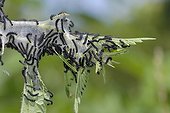 Caterpillars of Camberwell Beauty on nettle France 