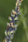 Bean aphids and ants on inflorescence France