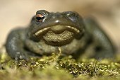 Common toad on moss Center France 