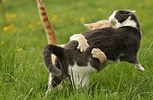 European cats red tabby and gray and white fighting