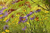 Dwarf Aster flower and Japanese Maple in Garden France 