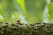 Harvestman on a branch Normandy France 