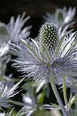 Inflorescence and bracts of Alpine Sea Holly