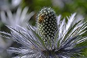 Inflorescence and bee of Alpine Sea Holly