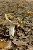 Russula tan and white in the fall in the Val d'Oise
