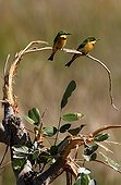 Little Bee-eaters on a bush eaten by elephants Okavango