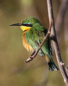 Little Bee-eater on the lookout on a branch Chobe Botswana