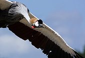Crowned Crane landing Bird Park Dombes France
