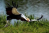 Crowned Crane landing Bird Park Dombes France
