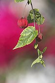Bell-shaped flowers dangling from Trailing Abutilon France