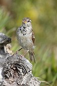 Italian Sparrow on a stump Gulf of Porto Corsica France 